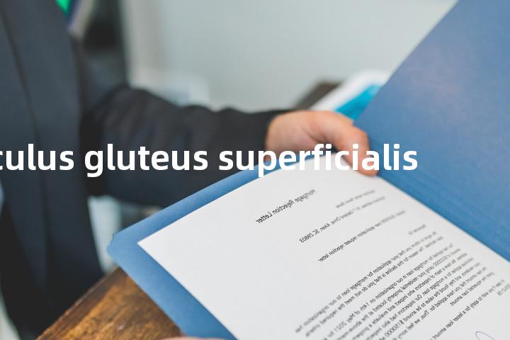 (musculus gluteus superficialis单词图解，单词释义场景配图