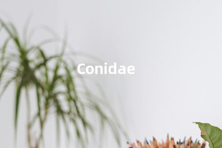 Conidae单词图解，单词释义场景配图