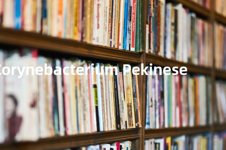 Corynebacterium Pekinese单词图解，单词释义场景配图