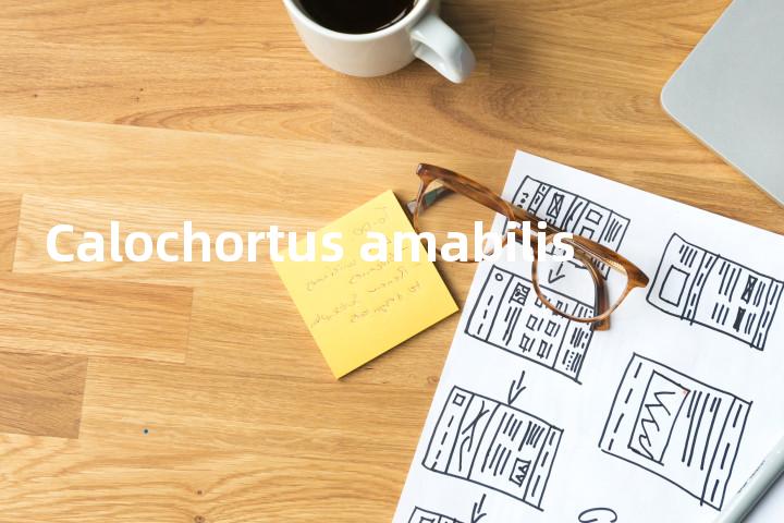 Calochortus amabilis单词图解，单词释义场景配图