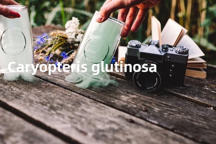 Caryopteris glutinosa单词图解，单词释义场景配图