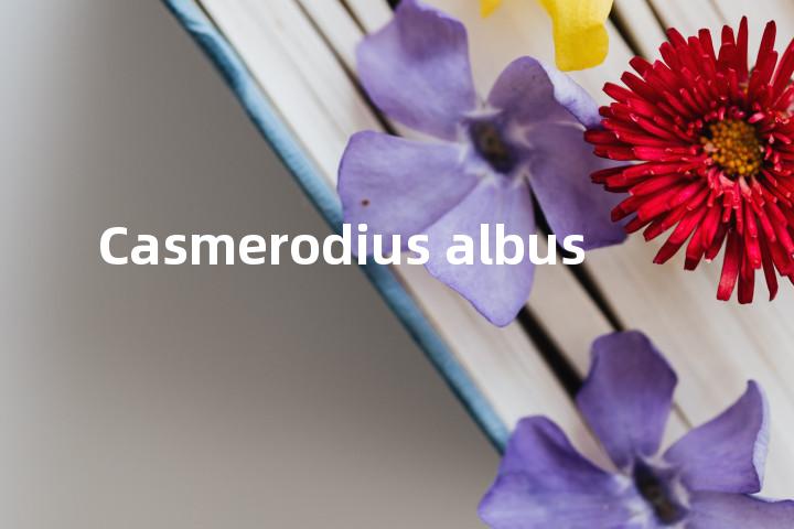 Casmerodius albus单词图解，单词释义场景配图