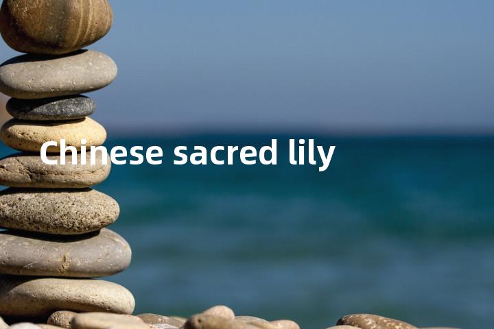 Chinese sacred lily单词图解，单词释义场景配图
