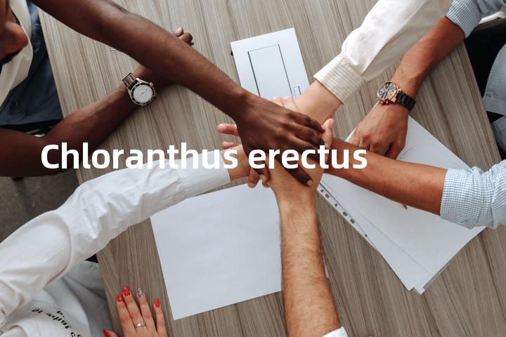 Chloranthus erectus单词图解，单词释义场景配图