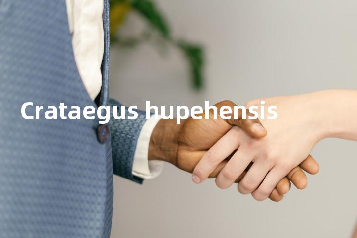 Crataegus hupehensis单词图解，单词释义场景配图