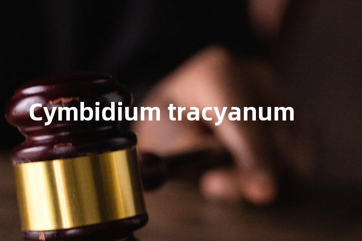 Cymbidium tracyanum单词图解，单词释义场景配图