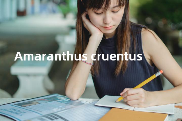 Amaranthus cruentus单词图解，单词释义场景配图