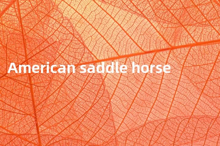 American saddle horse单词图解，单词释义场景配图