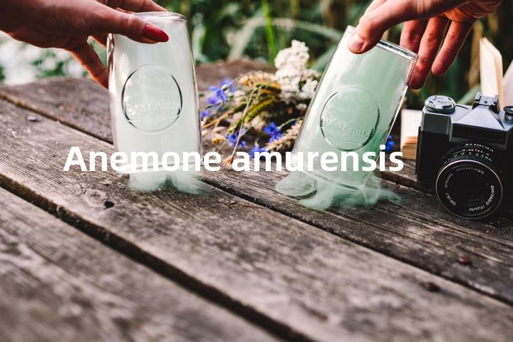 Anemone amurensis单词图解，单词释义场景配图