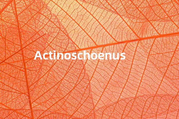 Actinoschoenus单词图解，单词释义场景配图