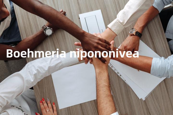 Boehmeria nipononivea单词图解，单词释义场景配图