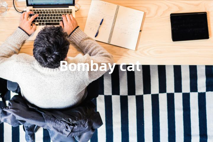 Bombay cat单词图解，单词释义场景配图