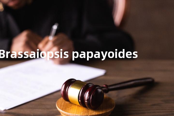 Brassaiopsis papayoides单词图解，单词释义场景配图