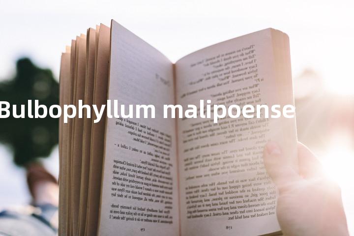 Bulbophyllum malipoense单词图解，单词释义场景配图