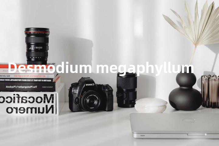 Desmodium megaphyllum单词图解，单词释义场景配图