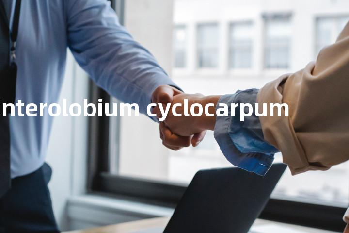 Enterolobium cyclocarpum单词图解，单词释义场景配图