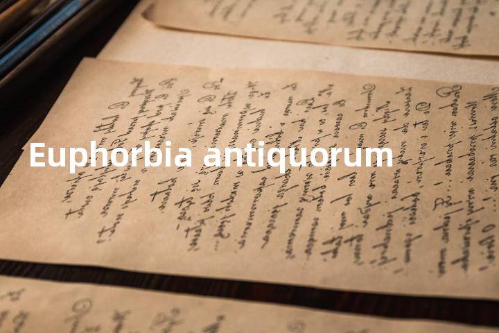 Euphorbia antiquorum单词图解，单词释义场景配图