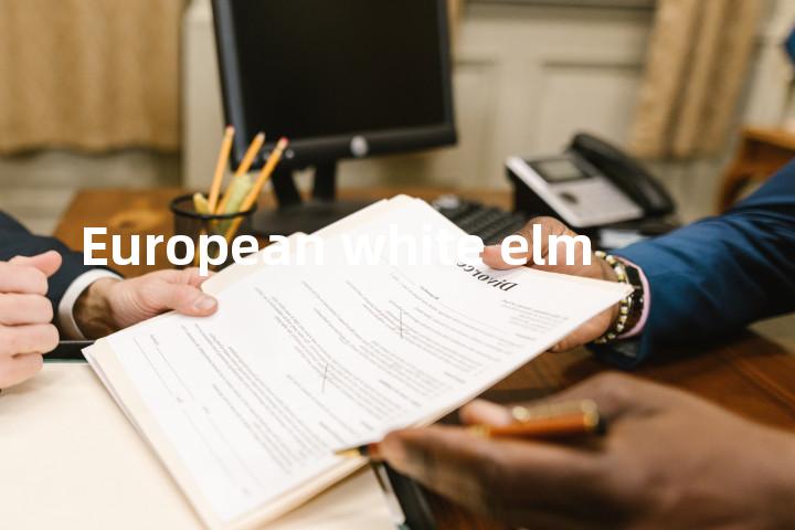 European white elm单词图解，单词释义场景配图