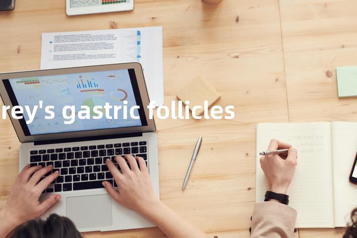 Frey's gastric follicles单词图解，单词释义场景配图