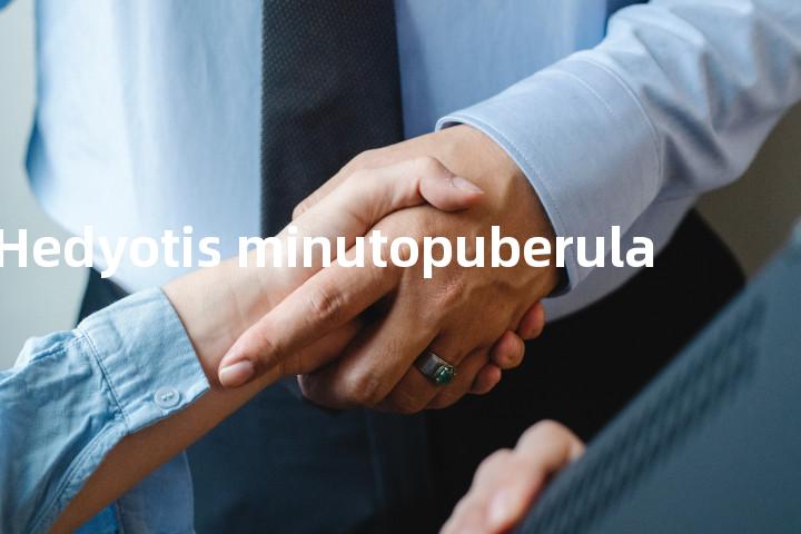 Hedyotis minutopuberula单词图解，单词释义场景配图