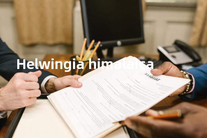 Helwingia himalaica单词图解，单词释义场景配图