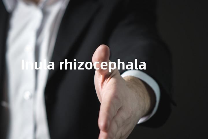 Inula rhizocephala单词图解，单词释义场景配图