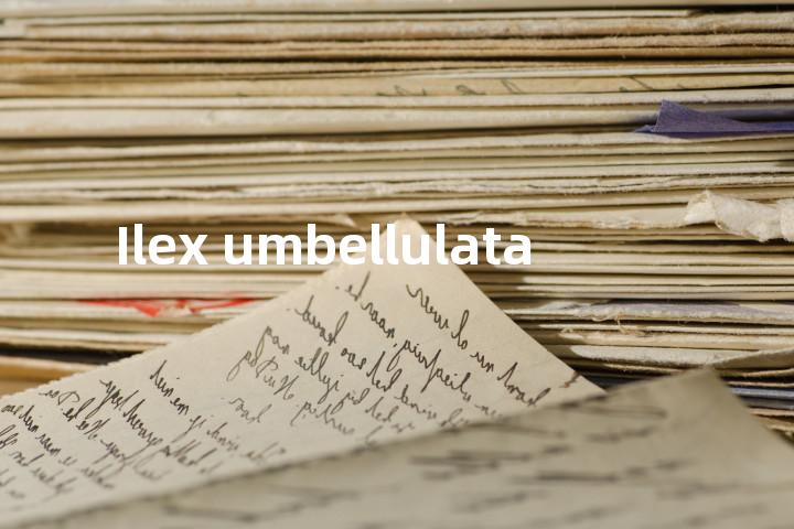 Ilex umbellulata单词图解，单词释义场景配图