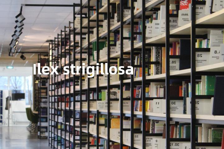 Ilex strigillosa单词图解，单词释义场景配图