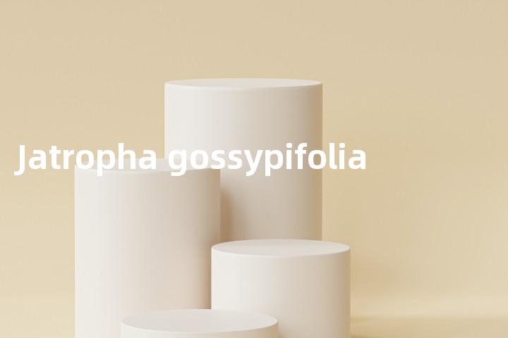 Jatropha gossypifolia单词图解，单词释义场景配图
