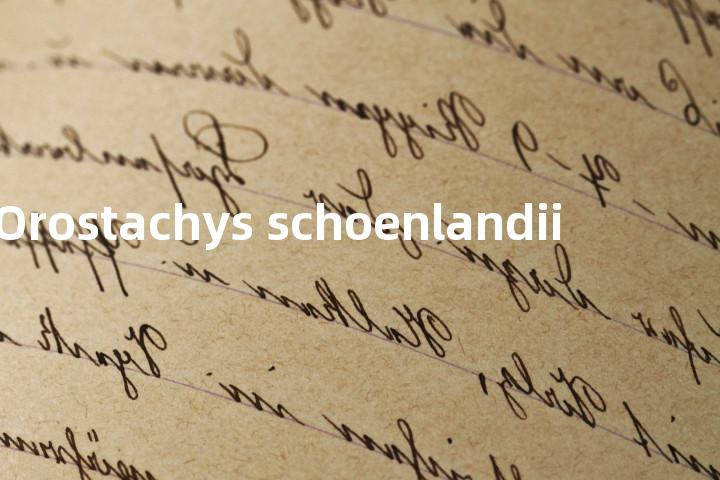 Orostachys schoenlandii单词图解，单词释义场景配图