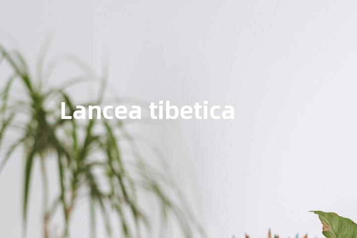 Lancea tibetica单词图解，单词释义场景配图
