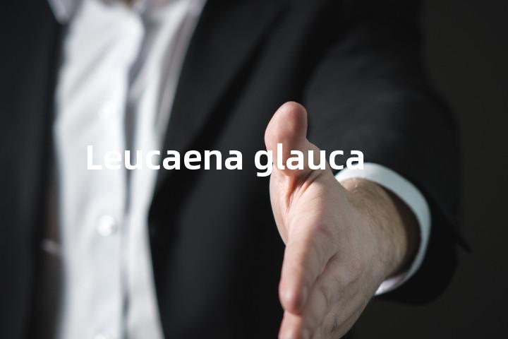 Leucaena glauca单词图解，单词释义场景配图