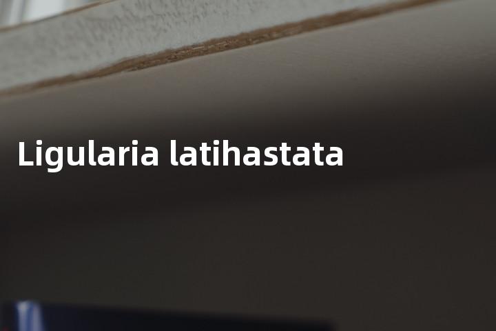 Ligularia latihastata单词图解，单词释义场景配图