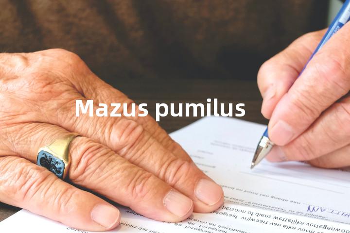 Mazus pumilus单词图解，单词释义场景配图