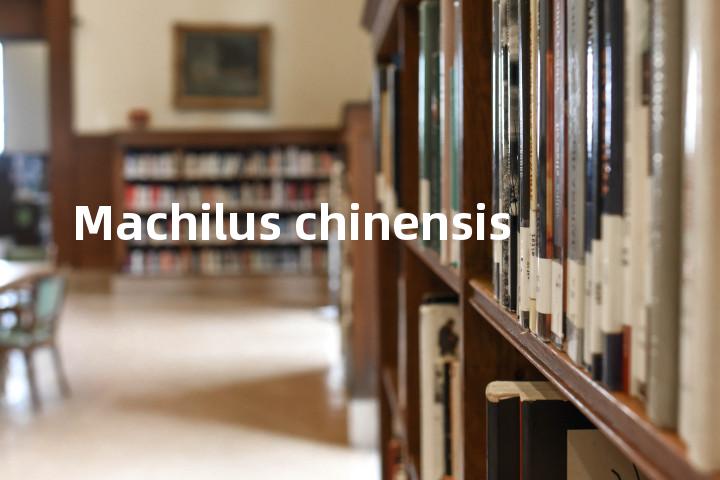 Machilus chinensis单词图解，单词释义场景配图