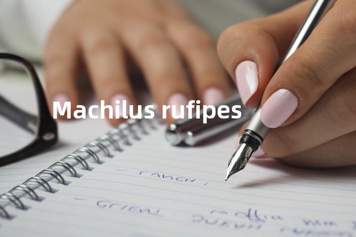 Machilus rufipes单词图解，单词释义场景配图