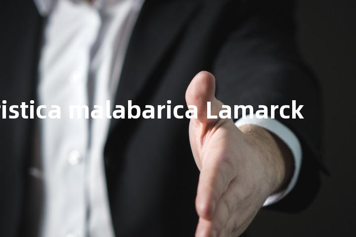 Myristica malabarica Lamarck单词图解，单词释义场景配图
