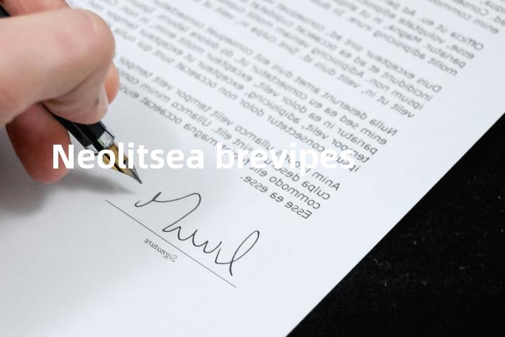 Neolitsea brevipes单词图解，单词释义场景配图