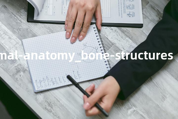 ST_animal-anatomy_bone-structures单词图解，单词释义场景配图