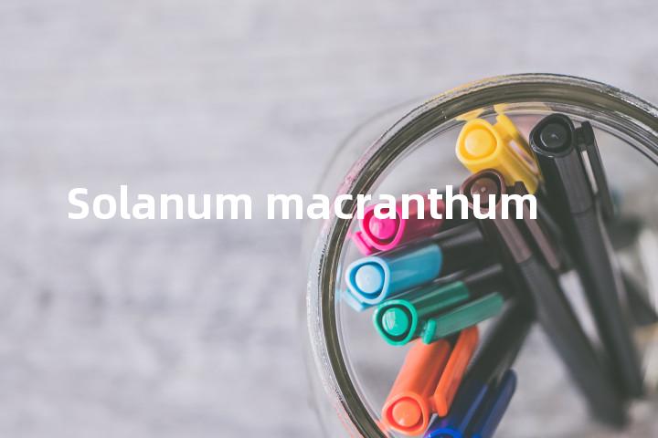 Solanum macranthum单词图解，单词释义场景配图