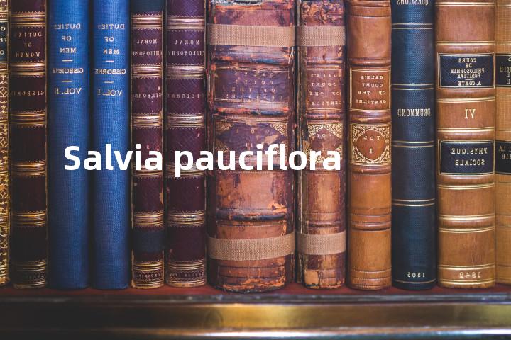 Salvia pauciflora单词图解，单词释义场景配图