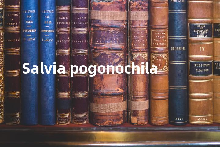 Salvia pogonochila单词图解，单词释义场景配图