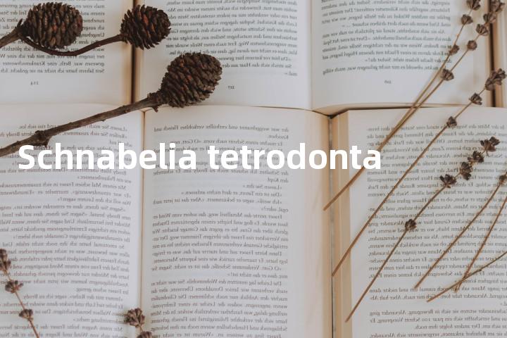 Schnabelia tetrodonta单词图解，单词释义场景配图