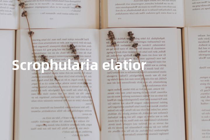 Scrophularia elatior单词图解，单词释义场景配图