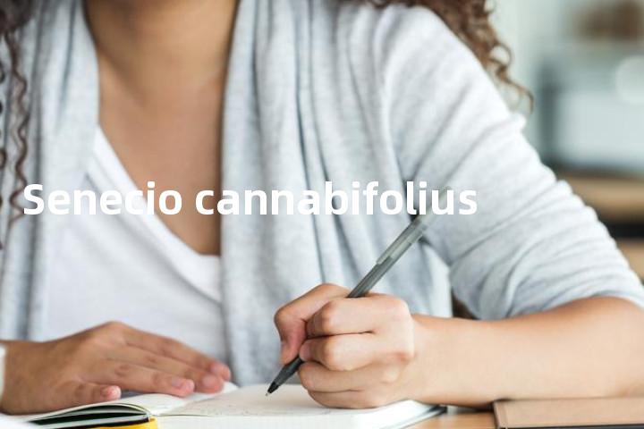 Senecio cannabifolius单词图解，单词释义场景配图