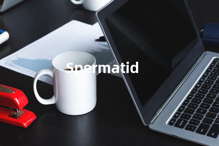 Spermatid