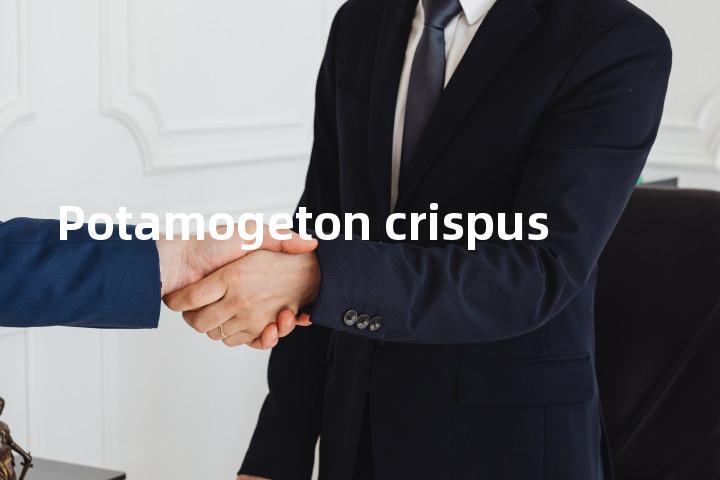 Potamogeton crispus单词图解，单词释义场景配图