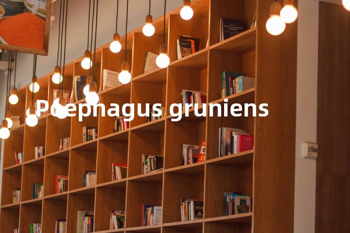 Poephagus gruniens单词图解，单词释义场景配图