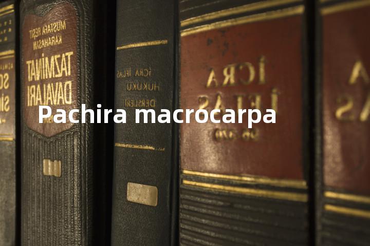Pachira macrocarpa单词图解，单词释义场景配图
