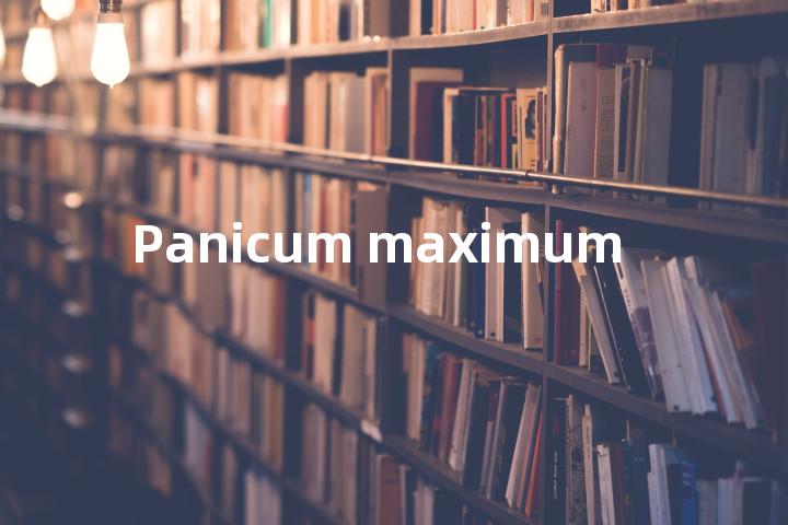 Panicum maximum单词图解，单词释义场景配图